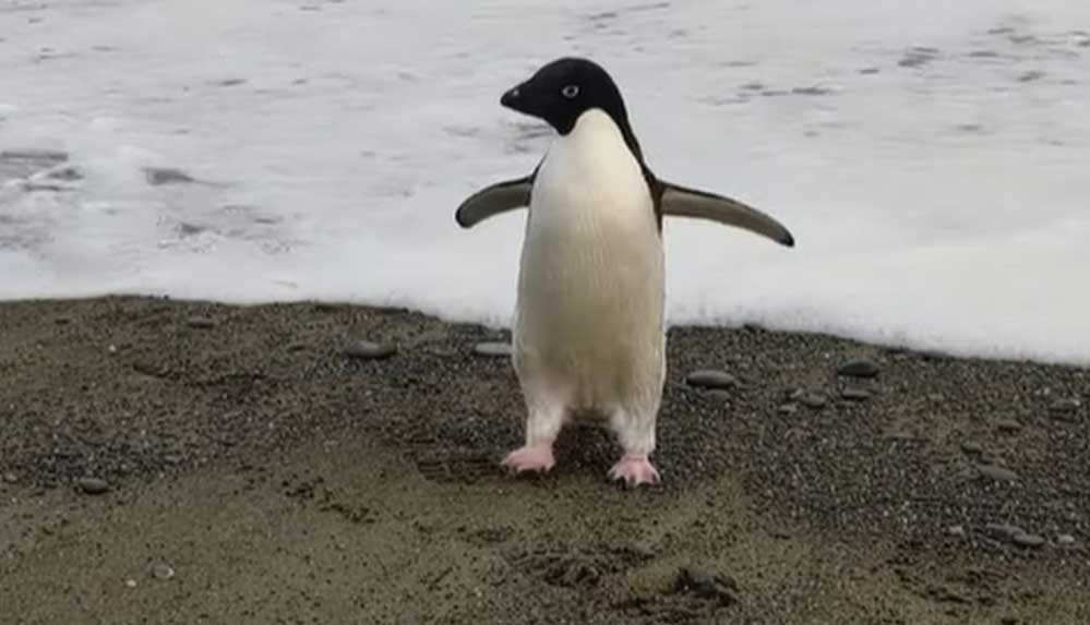Antarktika'da yaşaması gereken Pingu kendini Yeni Zelanda kıyılarında buldu