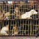 Güney Kore köpek etini yasaklamaya hazırlanıyor: Çalışma grubu kuruldu