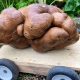 Yeni Zelanda'da bahçeden çıkan 7,8 kiloluk dev patates rekor ağırlıkta olabilir