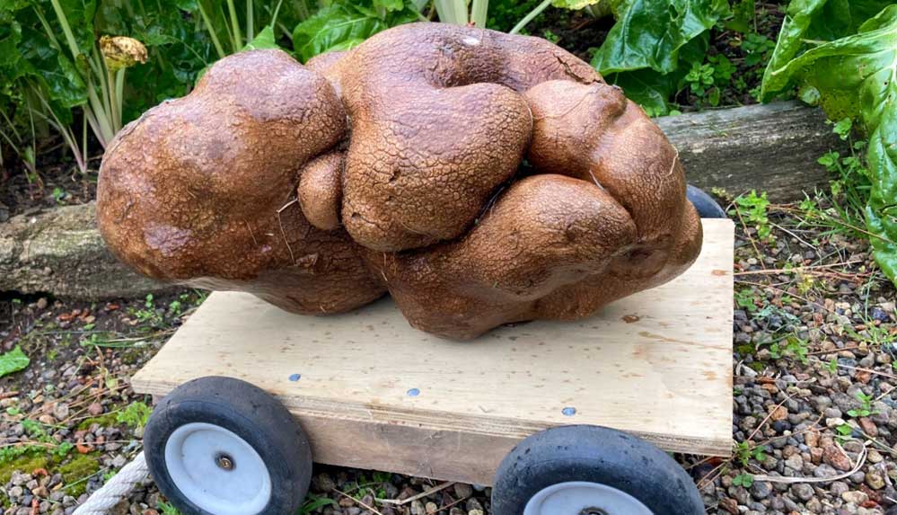 Yeni Zelanda'da bahçeden çıkan 7,8 kiloluk dev patates rekor ağırlıkta olabilir