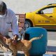 İzmirli taksici 'mama kutusu'nda biriken parayla kedilere bakıyor
