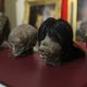 İzmir'de Güney Amerika kökenli Jivaro kabilesine ait 4 kafatası ele geçirildi