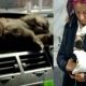 Donmak üzereyken bulduğu yavru köpeği aracına alıp hayatını kurtardı