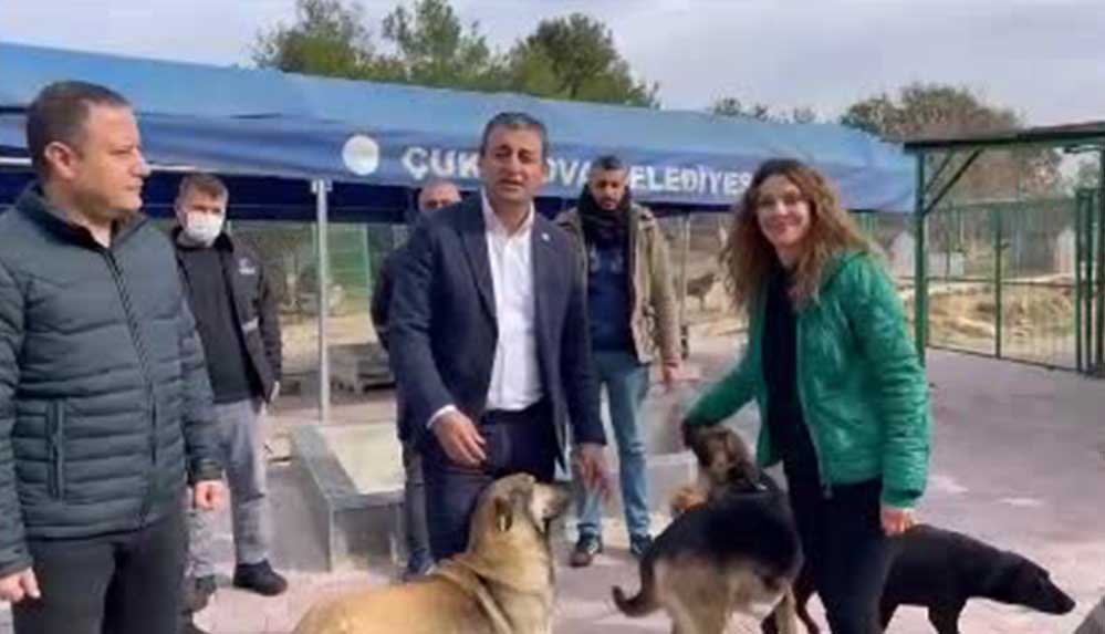 CHP Bulut'tan Erdoğan'a tepki: “Hayvanlara yönelik acımasız şiddeti körüklüyor”