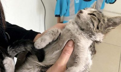 Kahramanmaraş'ta donmak üzereyken bulunan yavru kedi korumaya alındı