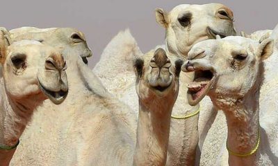 Suudi Arabistan'da botokslu develer güzellik yarışmasından diskalifiye edildi