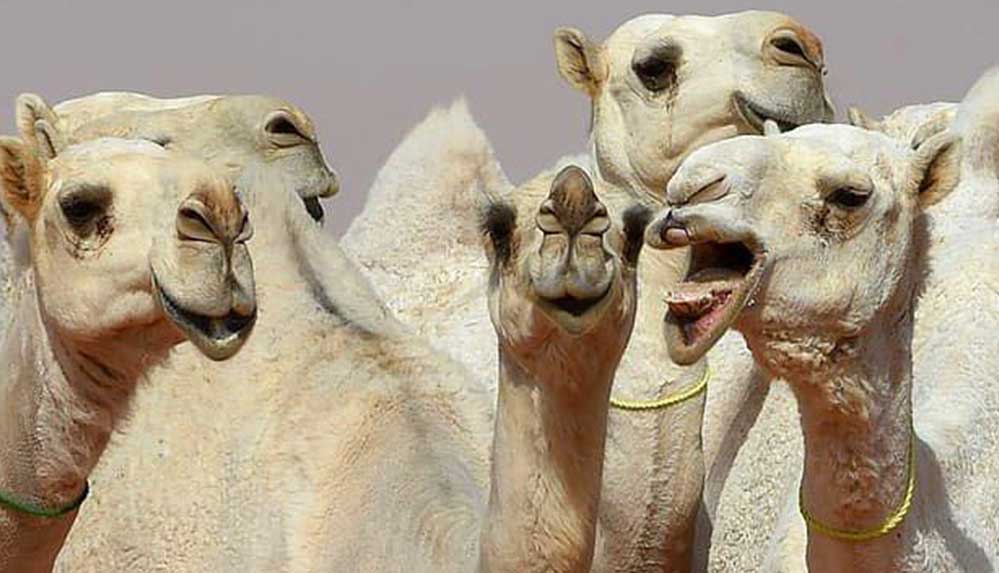Suudi Arabistan'da botokslu develer güzellik yarışmasından diskalifiye edildi