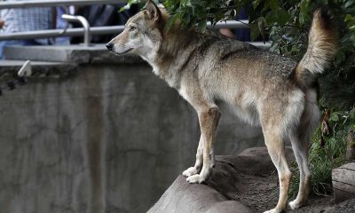 Fransa’da 9 kurdun kaçtığı hayvanat bahçesi kapatıldı