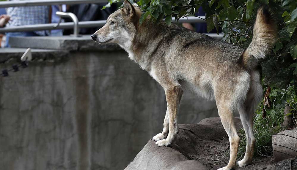 Fransa’da 9 kurdun kaçtığı hayvanat bahçesi kapatıldı