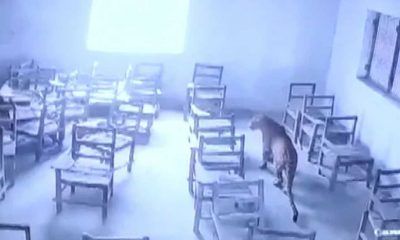 Hindistan'da bir okula leopar girdi