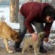 Ağrı'da üç öğretmen dondurucu soğukta sokak hayvanlarının yardımına koşuyor