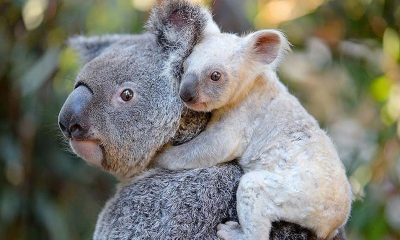 Avustralya hükümetinden koalalar için 35 milyon dolar destek