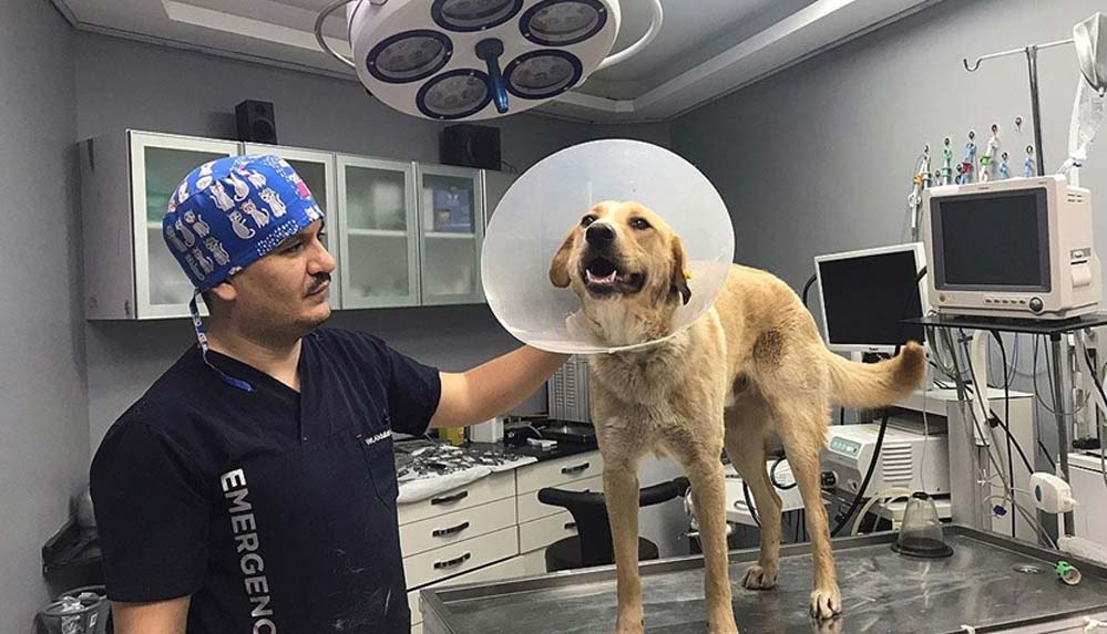 Yaralı köpek 'Ömür'ü hayata bağlayan zorlu yolculuk