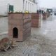 Geri dönüştürülen köprü malzemeleri kedilere yuva oldu