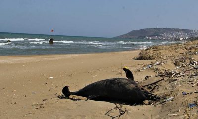 Karadeniz'de çok sayıda yunus ölümü yaşanıyor