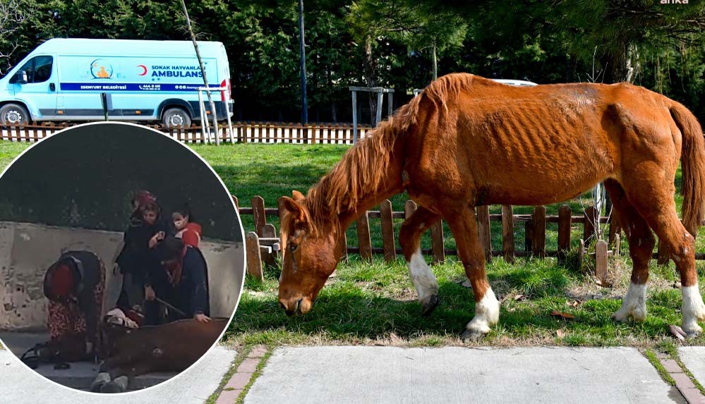 Yerde yatan yaralı atı belediye ekipleri kurtardı