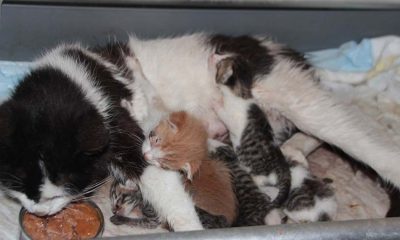 Antalya'da yavruları ölen kedi öksüz yavruları besliyor