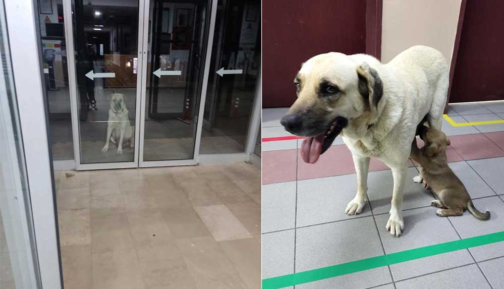Anne köpek, tedavi edilen yavrusunu kliniğin kapısında bekledi