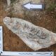 Denizli'de yapılan kazıda, 8 milyon yıllık hayvan fosilleri bulundu