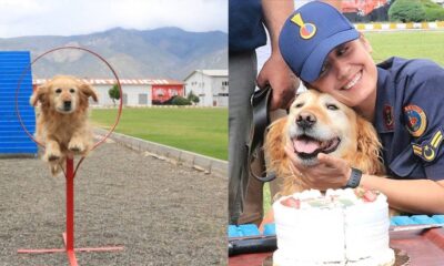 Jandarmanın arama kurtarma köpeği "Bulut" madalyasını aldı