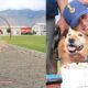 Jandarmanın arama kurtarma köpeği "Bulut" madalyasını aldı