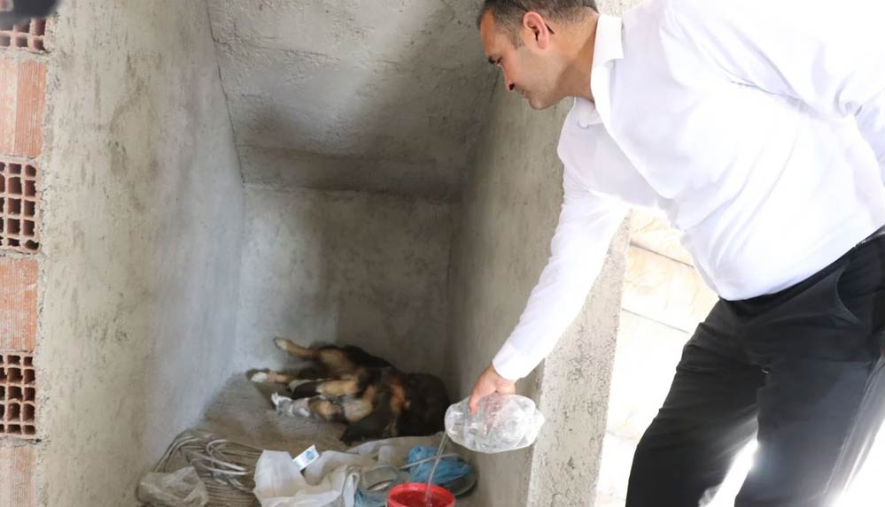 Köpeği ve 5 yavrusunu rahatsız etmemek için ev inşaatını durdurdu