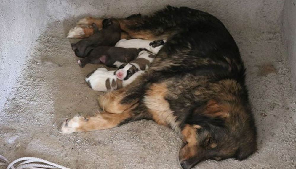 Köpeği ve 5 yavrusunu rahatsız etmemek için ev inşaatını durdurdu