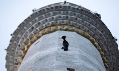 Nadir görülen 'kara ağaçkakan' 4 yıldır minare havalandırmasında yaşıyor