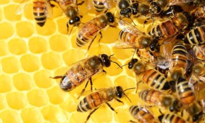 Bal arısı nüfusu, küresel tarımsal polinasyon ihtiyacını karşılamakta yetersiz