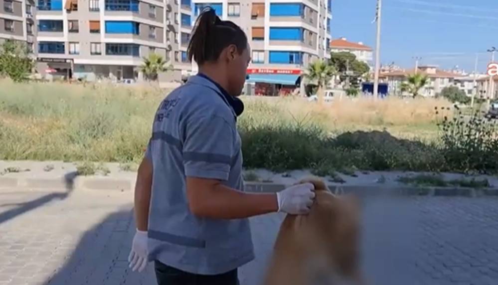 İzmir'de, kedi ve köpekleri zehirlediler!