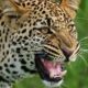 Keşmir'de leopar saldırılarında 3 çocuk hayatını kaybetti