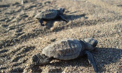 Deniz kaplumbağalarının korunması için 'temiz çevre' uyarısı