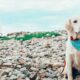 Dünyayı gezen köpek sosyal medyada fenomen oldu