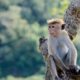 Japonya’da maymunlar 42 kişiyi yaraladı