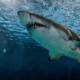 Mısır'da köpek balığı saldırısında 2 kişi hayatını kaybetti