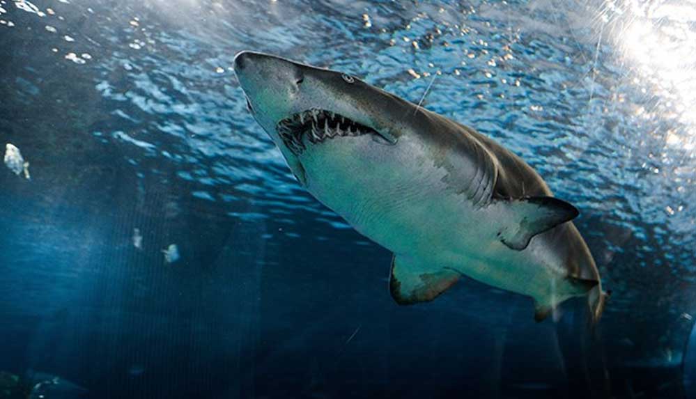 Mısır'da köpek balığı saldırısında 2 kişi hayatını kaybetti