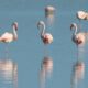 Tuz Gölü’nde yavru flamingolar tehlike altında