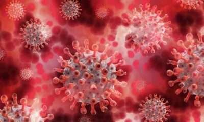 Marburg virüsü, DSÖ tarafından 'salgın' ilan edildi