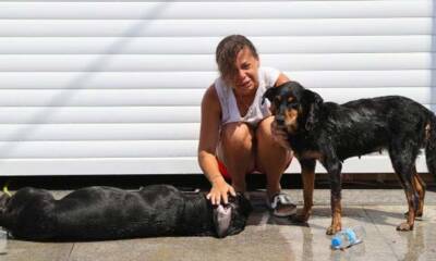 Edirne'de araçta bırakılan iki köpekten biri havasızlıktan öldü