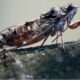 Fransa'da ağustos böcekleri aşırı sıcaklar nedeniyle sustu