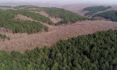 Gaziantep'te ormanın katledilmesine izin vermeyen Orman İşletme Şefi Ümran Pınar görevden alındı