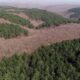 Gaziantep'te ormanın katledilmesine izin vermeyen Orman İşletme Şefi Ümran Pınar görevden alındı