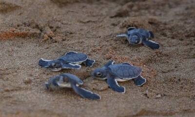KKTC'de yeşil kaplumbağa ve caretta caretta yavruları mavi sularla buluştu