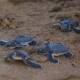 KKTC'de yeşil kaplumbağa ve caretta caretta yavruları mavi sularla buluştu