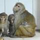 Kaçakçıların elinden kurtarılan 3 yavru maymuna "Nene" annelik yapıyor