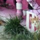 'Kedi Köyü' engelli, hamile ve yavru kedilerin yuvası oldu
