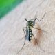 Sivrisineklerin insan kokusunu nasıl ayırt ettiği belirlendi