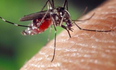 İstanbul’da “Aedes” sivrisineği endişesi: Dikkat, alerjik reaksiyona yol açıyor!